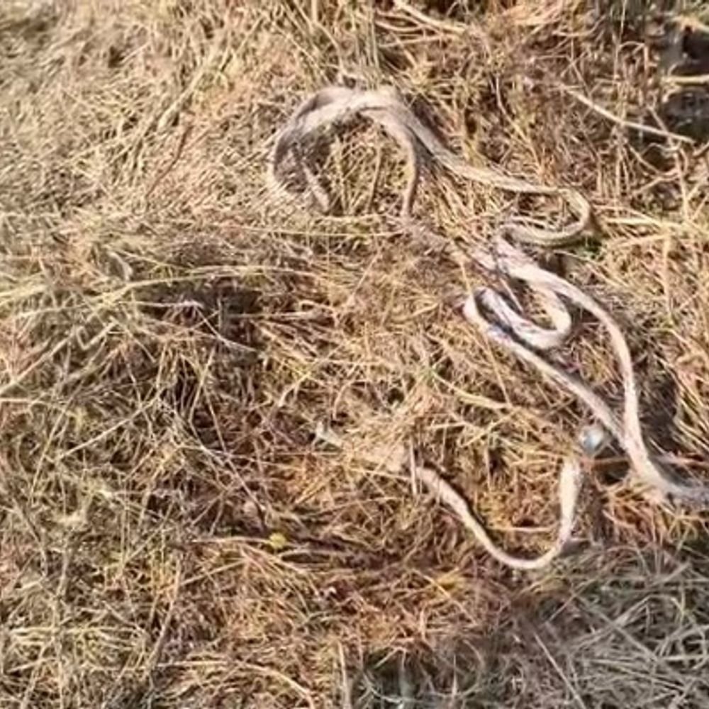 कानपुर में खून से सने अवशेष और रस्सी मिली:खेत में गौकशी का मामला, एसीपी बोले- जांच के बाद कार्रवाई होगी