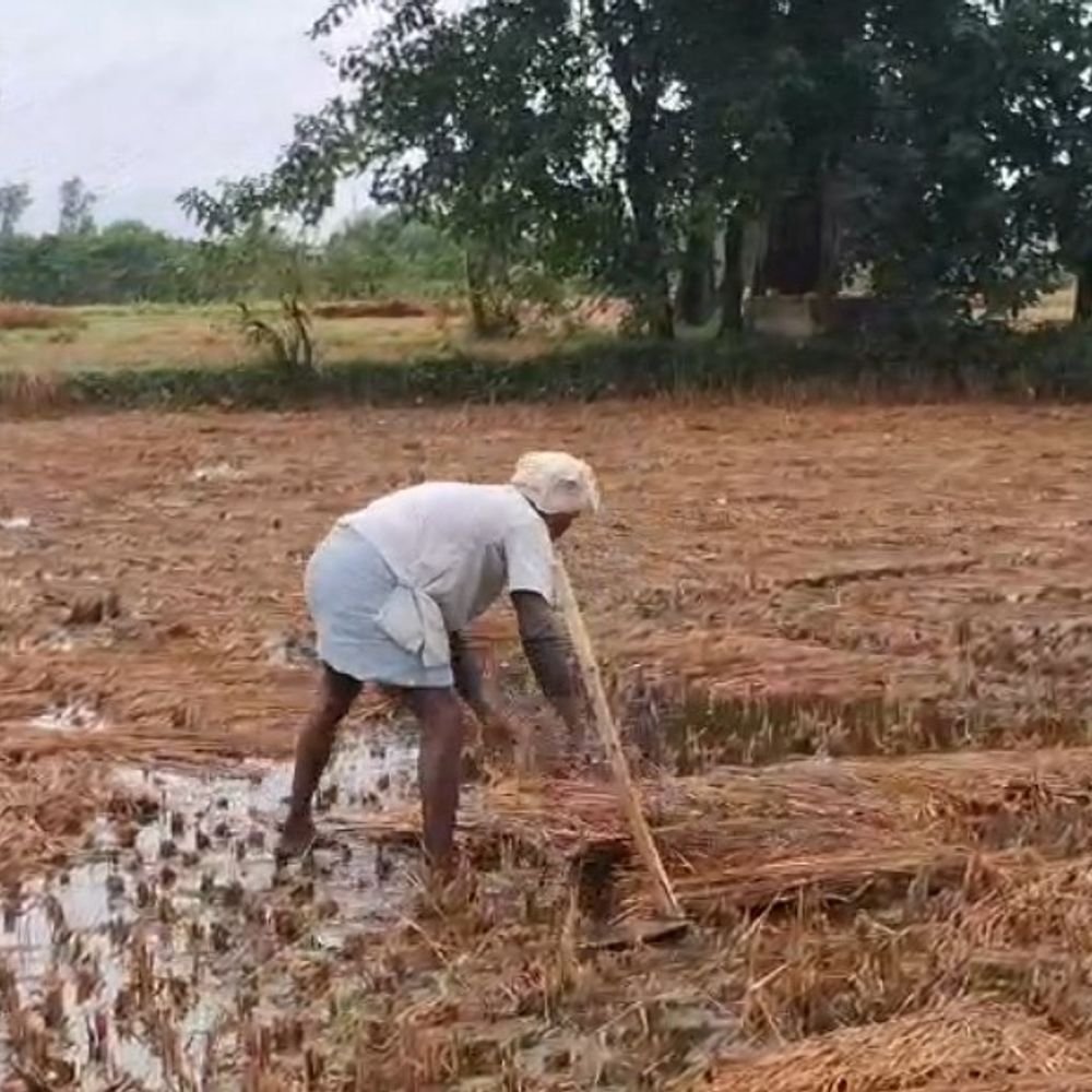 दो दिन बारिश से कटी धान की फसल भीगी:रुक-रुककर बरसा पानी; दोबारा बरसात हुई तो दाने अंकुरित होने का खतरा