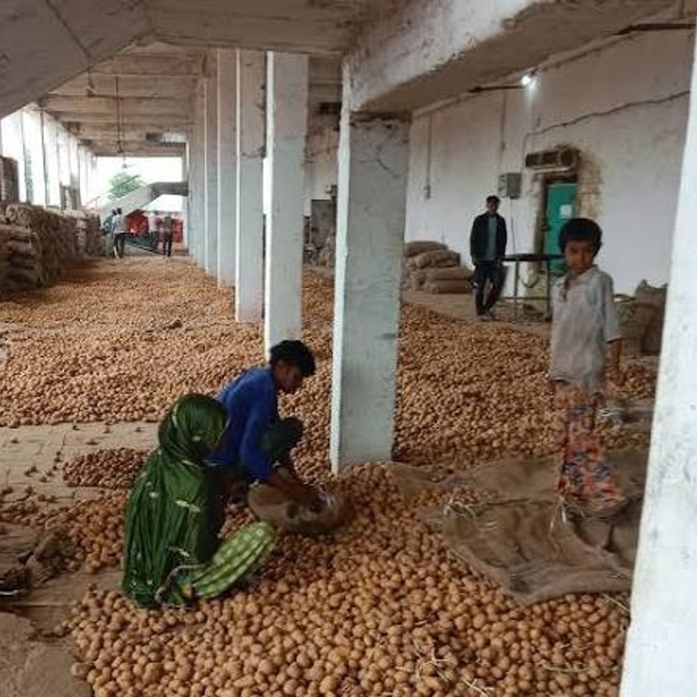 आलू किसानों को भंडारण शुल्क पर मिलेगा 20 हजार अनुदान:200 क्विंटल तक आलू पर मिलेगा लाभ, ऑनलाइन आवेदन शुरू