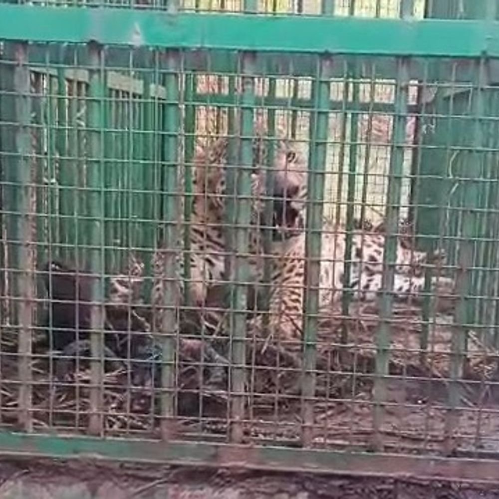 लखीमपुर में दहशत फैलाने वाला तेंदुआ पिंजरे में फंसा, VIDEO:चहलकदमी से ग्रामीणों में डर था, राहत की सांस ली; जंगल में छोड़ा जाएगा