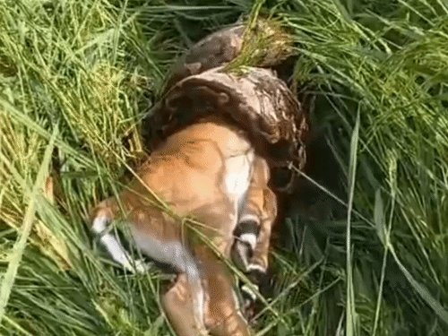 फतेहपुर में नीलगाय के बच्चे को निगलने का दावा:धान के खेत में मिला विशाल अजगर, पहाड़पुर में रेस्क्यू जारी