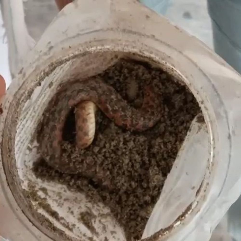 सांप ने काटा तो उसे पकड़कर अस्पताल पहुंचा युवक:बरेली में डॉक्टरों से पूछा- जहरीला है या नहीं, पूरे दिन होती रही चर्चा