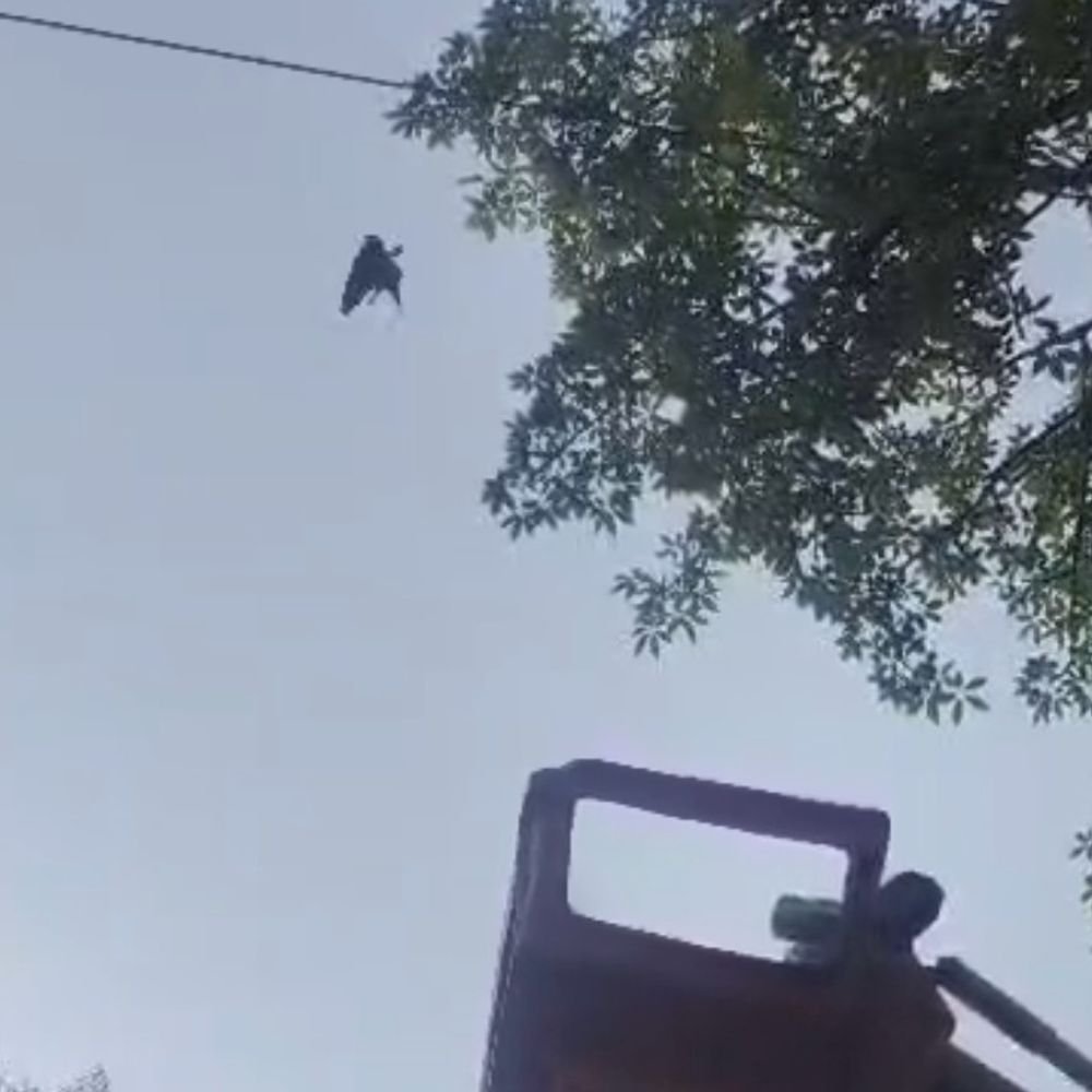कलेक्ट्रेट में प्रतिबंधित मांझे से कबूतर की मौत:रामपुर प्रशासन ने जेसीबी-क्रेन से बचाने की कोशिश की