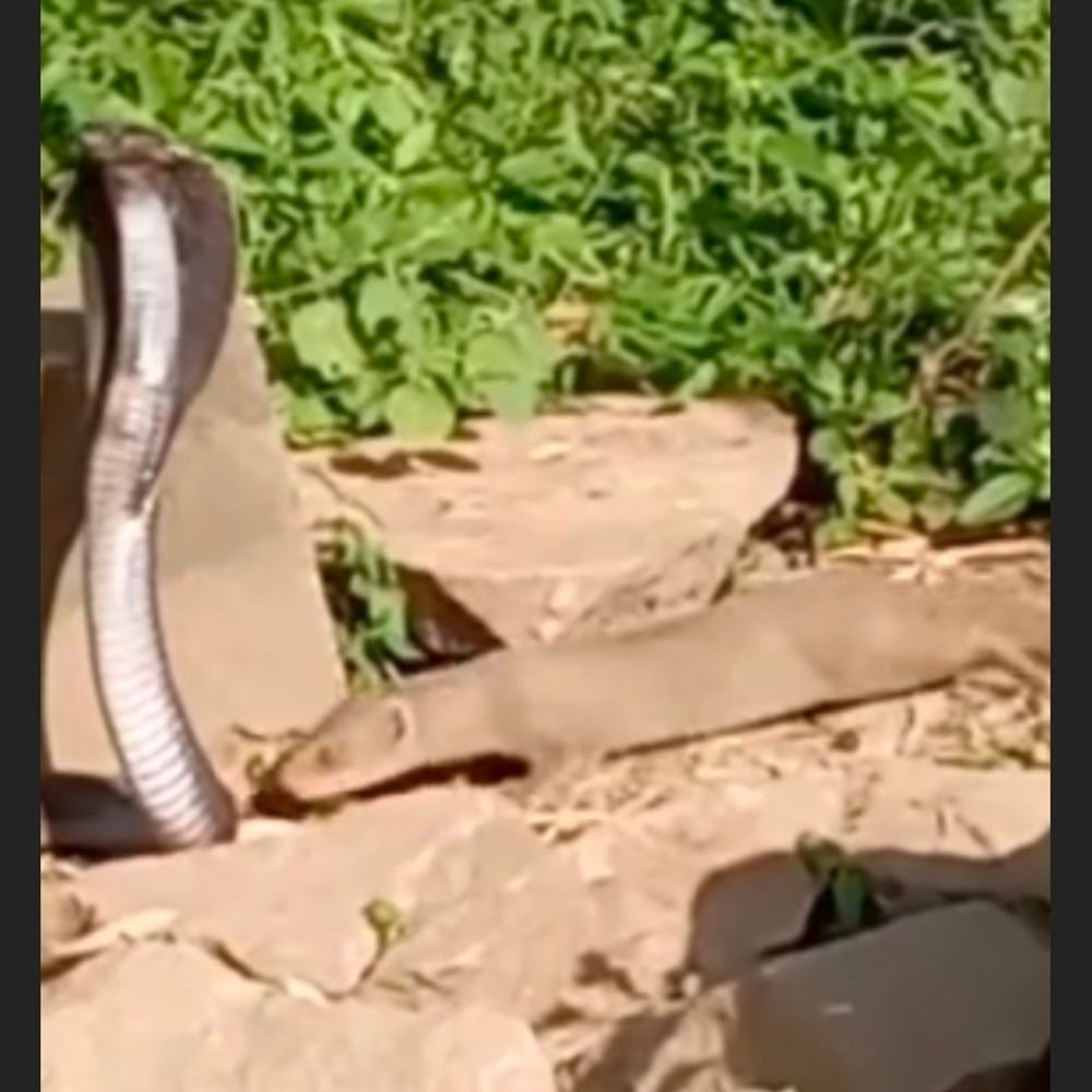 ललितपुर में नाग-नेवले की लड़ाई कैमरे में कैद:मादौन गांव में करीब 20 मिनट तक चला संघर्ष, युवक ने बनाया वीडियो