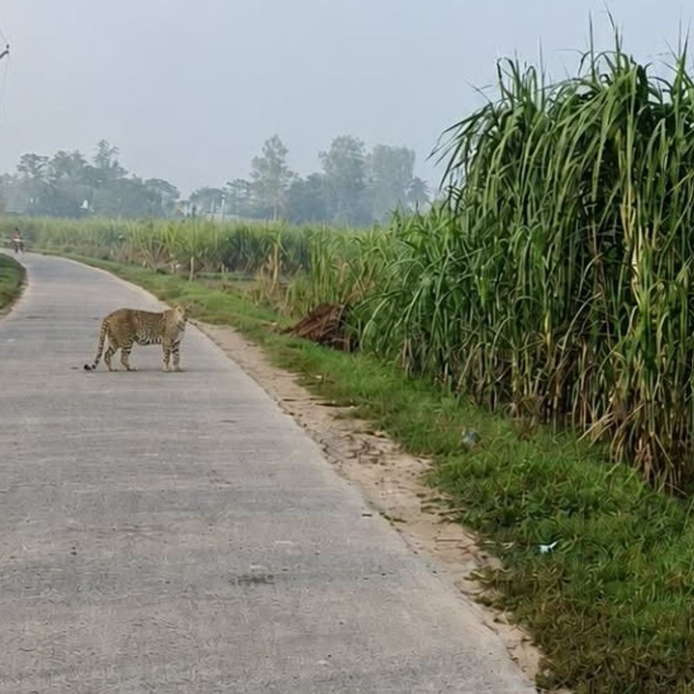 बिजनौर में सड़क पर दिखा गुलदार, ग्रामीणों में दहशत:वन विभाग ने सर्च अभियान चलाया, पटाखा फोड़ा; पिंजरा लगाने की तैयारी में टीम