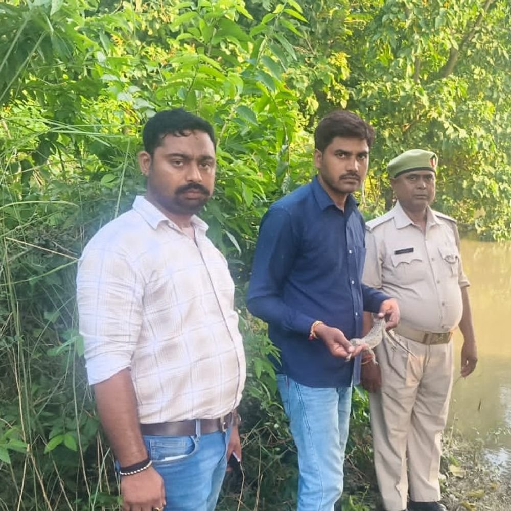 अयोध्या में मछुआरों के जाल में फंसा घड़ियाल का बच्चा:वन विभाग ने 2 दिन निगरानी में रखा, गोमती नदी में छोड़ा