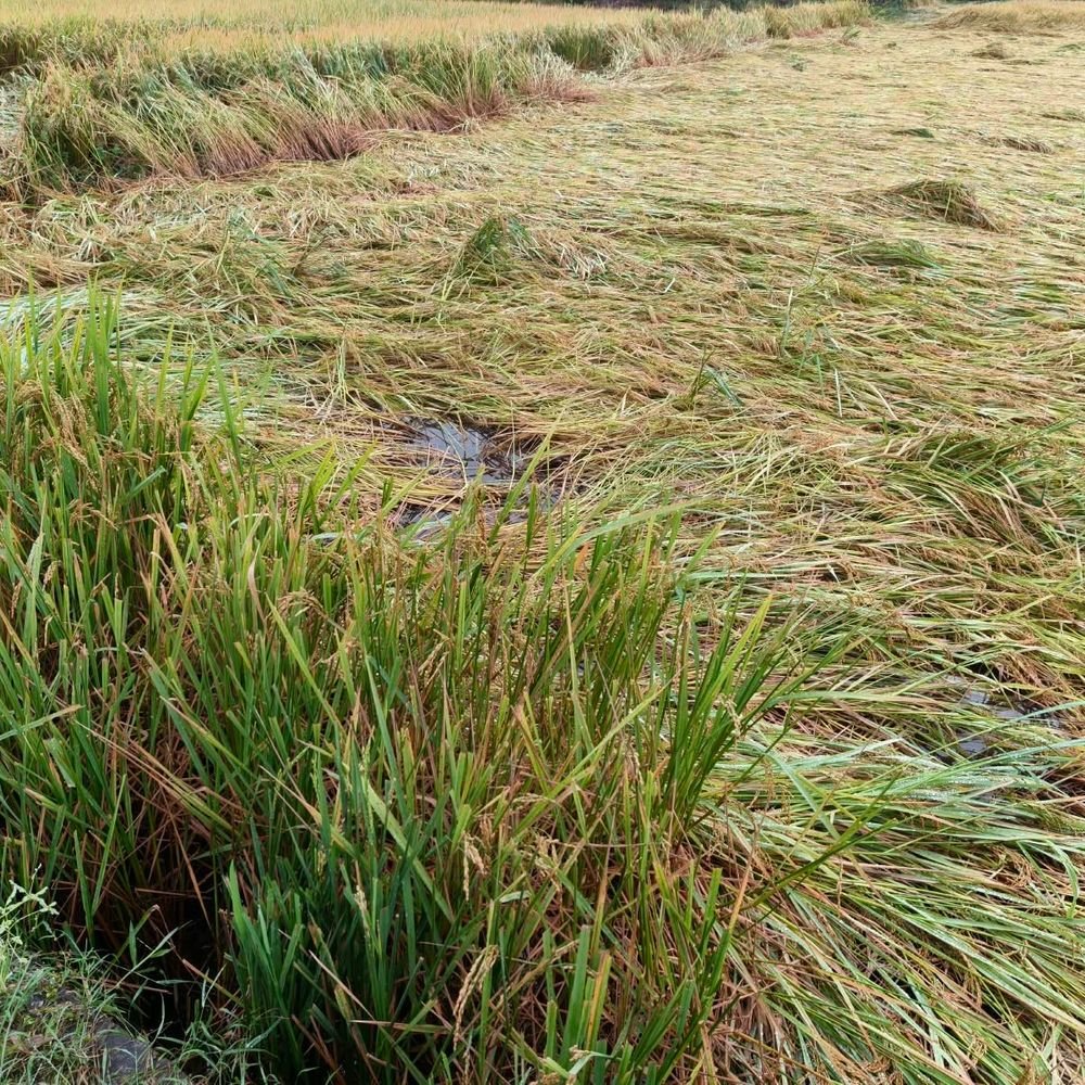 महराजगंज में बारिश और हवा से धान की फसल गिरी:खेतों में जलभराव से कटाई रुकी; आलू, मटर और गेहूं की बुवाई में देरी की आशंका