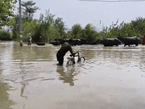 गोंडा में घाघरा खतरे के निशान से 26 सेंटीमीटर ऊपर:30 गांवों की 25 हजार आबादी बाढ़ से प्रभावित, मचान पर खाना बना रहे लोग