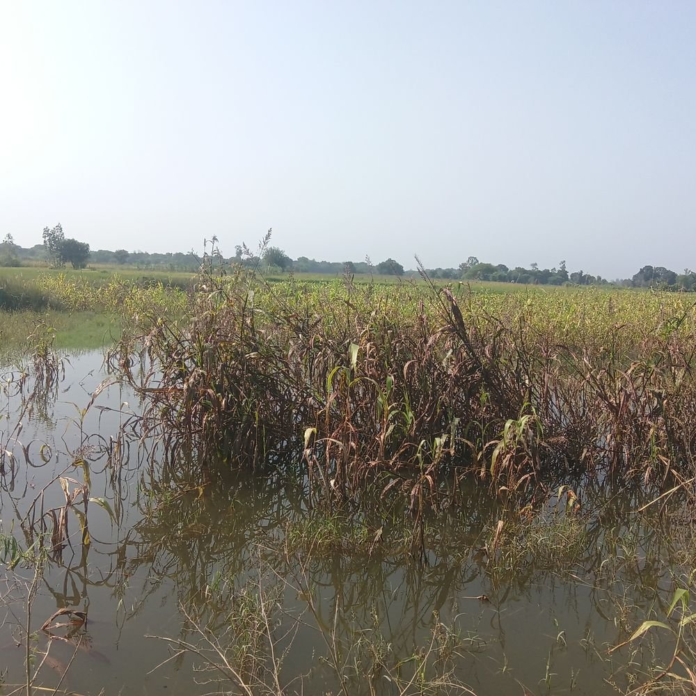 गंगा-पांडु के उफान से 10 गांवों में बाढ़:1200 बीघा फसल डूबी, सड़क संपर्क टूटा, नाव ही सहारा