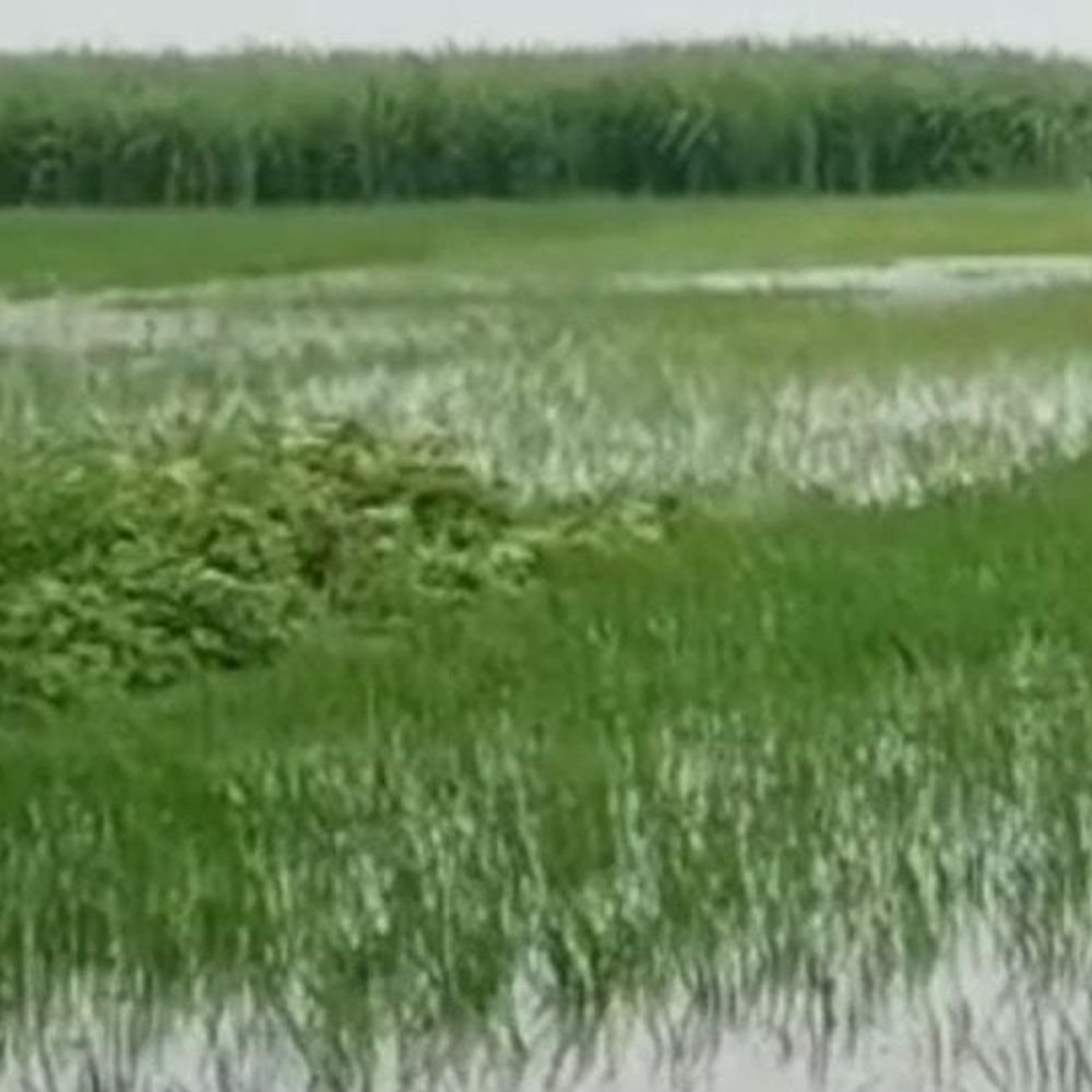 अम्बेडकरनगर में सरयू का जलस्तर 58 सेमी घटा:गांवों में अब भी जलभराव, चारे का संकट; संपर्क मार्गों पर पानी से बच्चों को स्कूल आने-जाने में दिक्कत