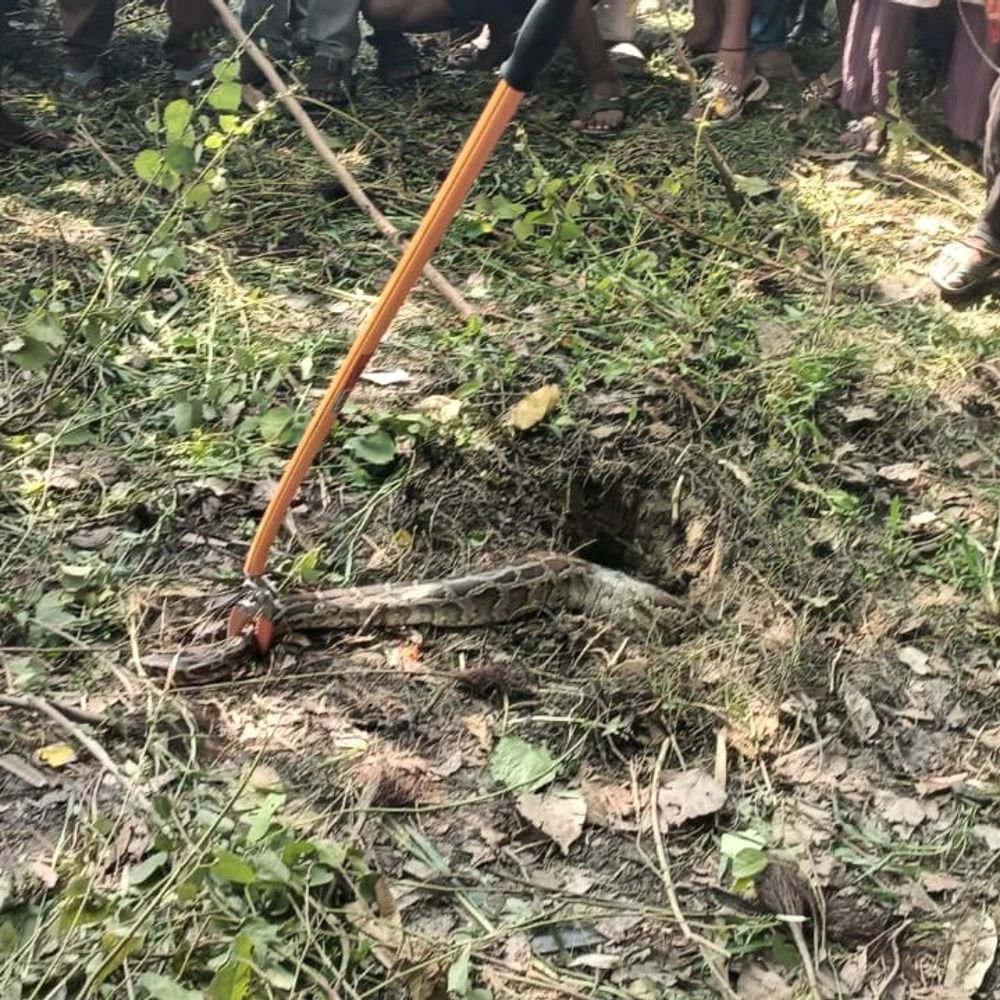 बहराइच में निकला विशालकाय अजगर:वन विभाग ने सुरक्षित रेस्क्यू किया, जंगल में छोड़ा