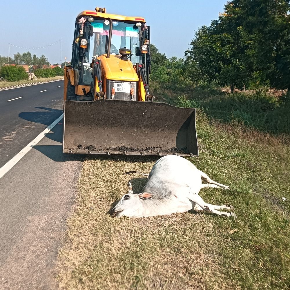 ललितपुर NH-44 पर ट्रक की टक्कर से गौवंश की मौत:NHAI टीम ने जेसीबी से हटाया शव, सड़क किनारे गड्ढा खोदकर आधे घंटे में दफनाया