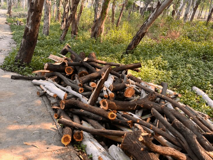 नोएडा के बायोडायवर्सिटी पार्क में चार पेड़ काटने का आरोप:पर्यावरणविद् की शिकायत पर केस, वन विभाग की जांच में पुष्टि, नोटिस जारी कर मांगा जवाब