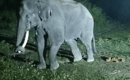 प्यार में बेकाबू हाथी ने मचाया बनारस में उत्पात:कानपुर में रेसक्यू टीम के डॉ. नासिर बोले- हथिनी के वियोग में महावत को पटका