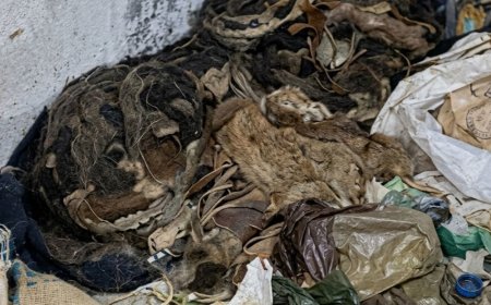 फतेहपुर में घर के पास दिखा 10 फीट लंबा अजगर:वन विभाग ने किया रेस्क्यू, ग्रामीणों ने ली राहत की सांस