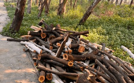 नोएडा के बायोडायवर्सिटी पार्क में चार पेड़ काटने का आरोप:पर्यावरणविद् की शिकायत पर केस, वन विभाग की जांच में पुष्टि, नोटिस जारी कर मांगा जवाब