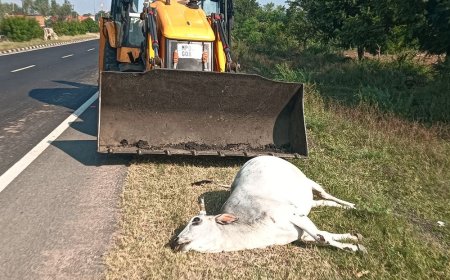 ललितपुर NH-44 पर ट्रक की टक्कर से गौवंश की मौत:NHAI टीम ने जेसीबी से हटाया शव, सड़क किनारे गड्ढा खोदकर आधे घंटे में दफनाया