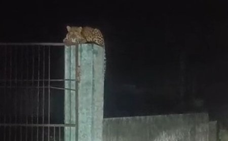 अमरोहा में भाजपा नेता की गाड़ी के सामने आया तेंदुआ:गाड़ी लॉक कर बचाई जान, कैमरे में कैद; दो हफ्ते में 6 बार दिखा तेंदुआ