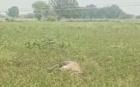 करंट लगने से नीलगाय और तीन भैस की मौत:झांसी में तीन भैंसों की मौत के बाद भी विभाग नहीं चेता, झूलते तारों से हुआ हादसा