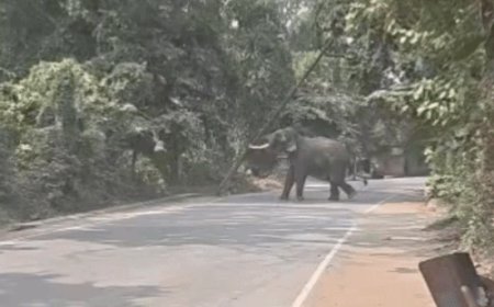 वाराणसी में रामलीला के दौरान बेकाबू हुआ हाथी:महावत को पटककर किया घायल; इलाके में दहशत