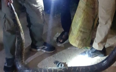 पीलीभीत में शिव मंदिर के पास दिखा विशाल अजगर:वन विभाग ने एक घंटे की मशक्कत के बाद सुरक्षित रेस्क्यू किया, जंगल में छोड़ा