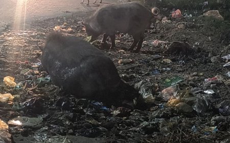 एटा के जलेसर में बंधे 10 पालतू सुअर चोरी:शिकायत पर अज्ञात के खिलाफ केस; जगह-जगह दबिश दे रही पुलिस