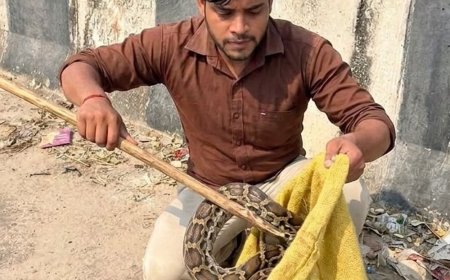 10 फीट का अजगर हाईवे पर मिला,दो युवकों ने बचाया:बाराबंकी-बहराइच हाईवे पर वाहनों की रफ्तार थमी, वन विभाग नहीं पहुंचा तो जंगल में छोड़ा