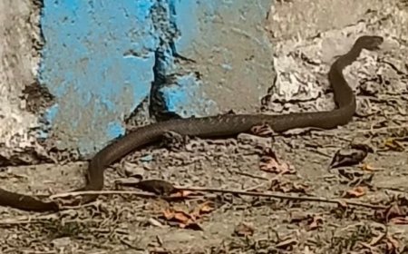 एयरफोर्स की दीवार के पास निकला दो मीटर लंबा सांप:कानपुर में मची अफरातफरी, लोगों ने पकड़कर जंगल में छोड़ा