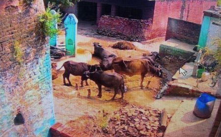 दबंगों ने दीवार बनाकर बंद किया रास्ता:औरैया में विरोध करने पर महिला से मारपीट, 5 दिन बाद भी नहीं मिला न्याय