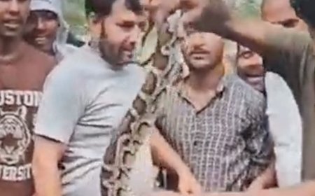 बुलंदशहर में पेड़ पर दिखा 10 फीट का अजगर:ग्रामीणों ने रेस्क्यू कर उतारा, वन विभाग ने जंगल में छोड़ा