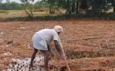 दो दिन बारिश से कटी धान की फसल भीगी:रुक-रुककर बरसा पानी; दोबारा बरसात हुई तो दाने अंकुरित होने का खतरा