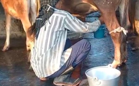 सहारनपुर की गौशाला में गायों के लिए म्यूजिक सिस्टम लगाया:तनाव घटाने और दूध बढ़ाने के लिए किया गया अनोखा प्रयोग, पशुओं को मिलेगा सुकून