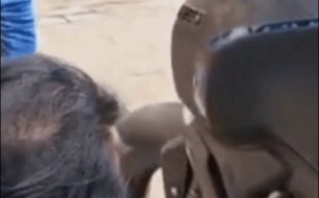 ब्रांच मैनेजर की बाइक से निकला सांप, VIDEO:हरदोई में बाइक स्टार्ट करते ही बाहर निकला, सूझबूझ से बची जान; सर्पमित्र ने किया रेस्क्यू