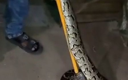 जड़ी-बूटी बेचने वाले के टेंट में निकला अजगर:वन विभाग की टीम ने रेस्क्यू किया, बहराइच-लखनऊ बाईपास पर दिखा