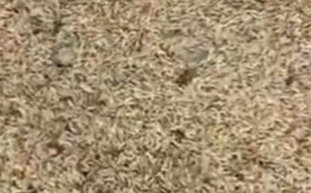 गोंडा में अब तक तय नहीं हुए धान क्रय केंद्र:118 में से सिर्फ 27 क्रय केंद्र बने, धान खरीद की तैयारियों में सुस्ती