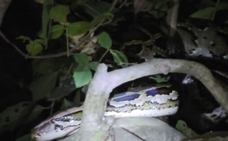 महाराजगंज में पेड़ पर दिखा अजगर:गांव के लोग बोले- 20 फीट लंबा था, वन विभाग ने किया रेस्क्यू