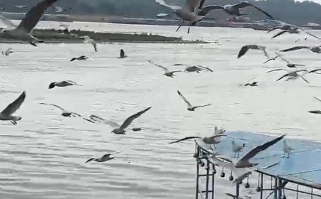 प्रवासी पक्षियों का यमुना किनारे आना शुरू:मथुरा में साइबेरिया, रूस, मध्य एशिया और यूरोप से आए पक्षी दिखे