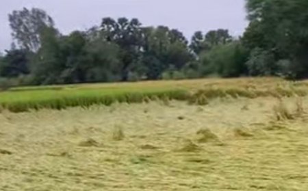 भड़सर में आंधी-बारिश से खेतों में गिरीं फसलें:किसानों को नुकसान; आसपास के गांवों में भी शुक्रवार को तेज हवाओं के साथ हुई बारिश