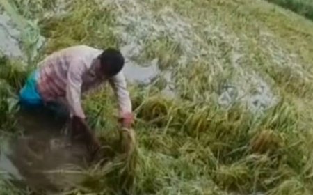 संभल में बेमौसम बारिश से फसल बर्बाद:गुन्नौर विधायक ने किसानों के मुआवजे की मांग को सौंपा ज्ञापन
