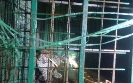 आबादी के पास घूम रहा तेंदुआ पिंजड़े में कैद:बहराइच के ककरी गांव में शनिवार शाम पकड़ा गया, जांच के बाद प्राकृतिक आवास में छोड़ा जाएगा