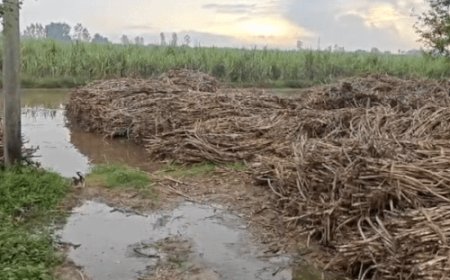 48 घंटे की बारिश ने बढ़ाई किसानों की मुश्किलें:मेरठ में खेत और क्रेशर में भरा पानी- गन्ने की पेराई रुकी, सरसों की बुवाई भी प्रभावित
