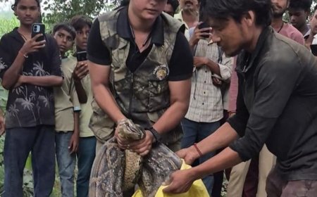 लखीमपुर-खीरी में सड़क पर निकला 16 फीट लंबा अजगर:वन विभाग की टीम ने रेस्क्यू कर जंगल में छोड़ा, दो घंटे तक रुका ट्रैफिक