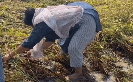 सपा विधायक इंद्राणी वर्मा ने खेत में धान काटा:श्रावस्ती में बोलीं- पहले किसान की बेटी, फिर विधायक