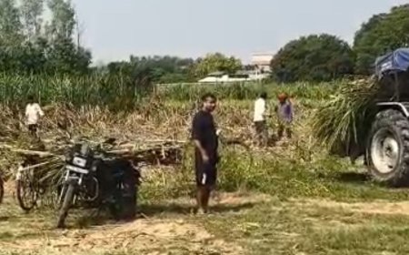 सीएम के लिए तीन हरे आम के पेड़ काटे:हेलीपैड बनाने के चक्कर में एक बीघा गन्ने की फसल भी हटाई गई