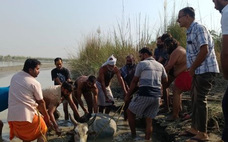 गंगा किनारे दलदल में फंसा गोवंश:तीन घंटे की मशक्कत के बाद जेसीबी से निकाला बाहर