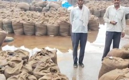 मथुरा मंडी में जलभराव से धान-बाजरे की फसल डूबी:किसानों को भारी नुकसान, व्यवस्थाओं पर उठाए सवाल