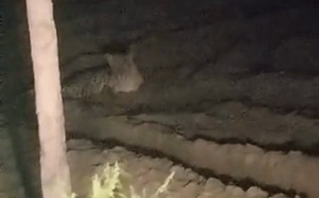 अमरोहा में खेत में तेंदुआ दिखा, VIDEO:ग्रामीणों में दहशत फैली, पुलिस बोले- ग्रामीण सतर्कता से बाहर निकले