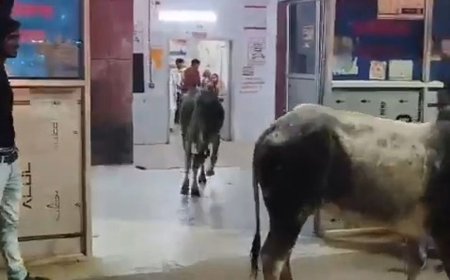 महोबा जिला अस्पताल के वार्ड में घुसे दो आवारा सांड:तीमारदारों ने मशक्कत के बाद एक-एक कर दोनों को खदेड़ा बाहर