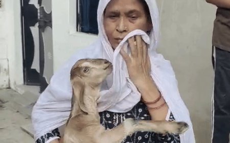 बकरी की तलाश में रोते हुए घूम रही अफसाना:गोद में बकरी दो बच्चेद्व हाथ में फोटो और आंखों में आंसू, कहती है दूध नहीं पी रहे