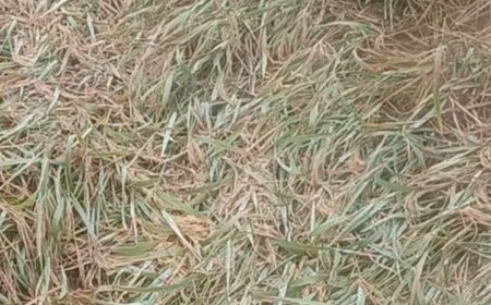भदोही में 24 घंटे में 35 मिमी बारिश:ठंडी हवाओं से तापमान 4 डिग्री गिरा, खेतों में धान की फसल गिरी